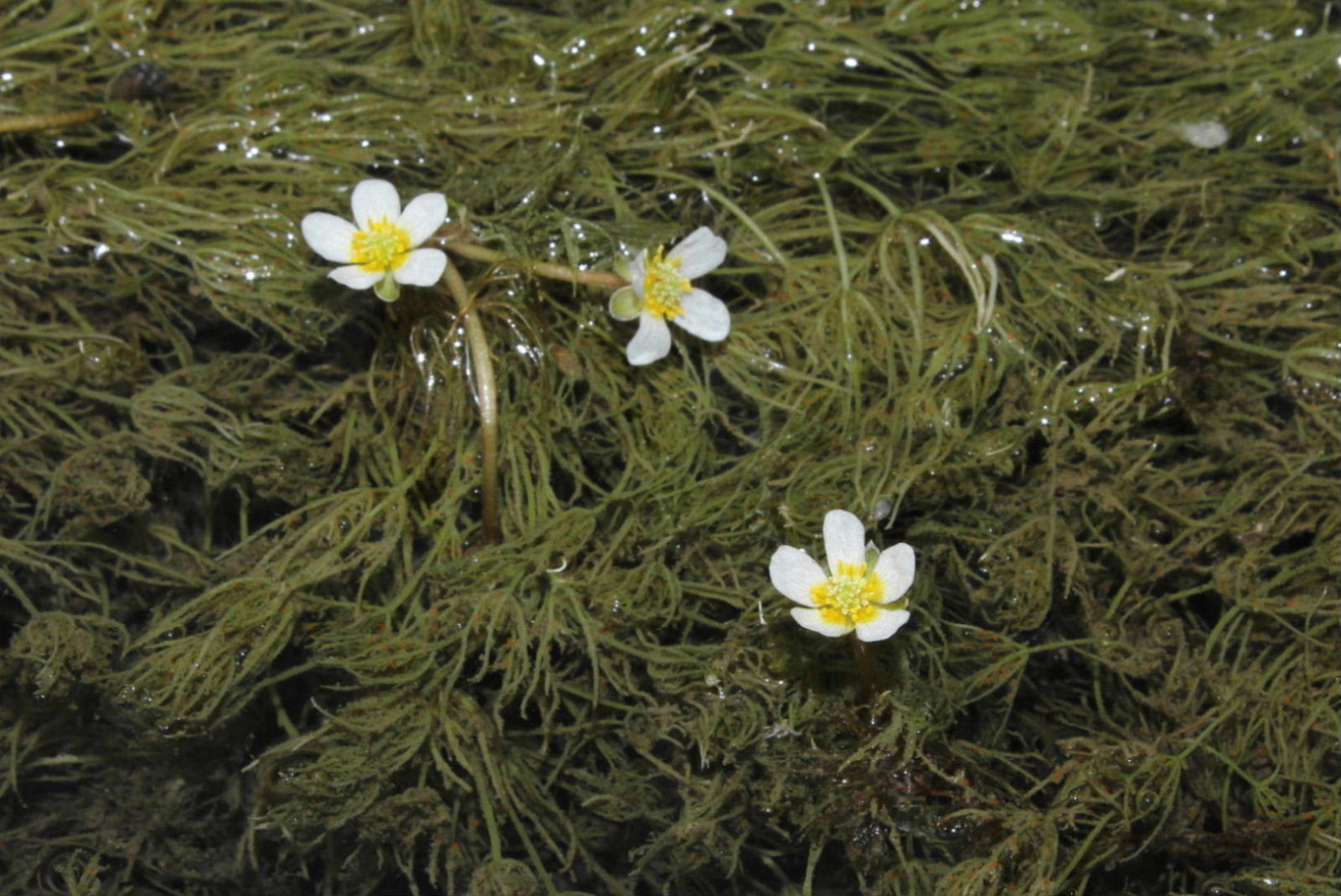 Ranunculus trichophyllus / Ranuncolo a foglie capillari